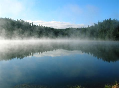 Come Si Forma La Nebbia Quali Effetti Ha Sulle Piante Il Gusto