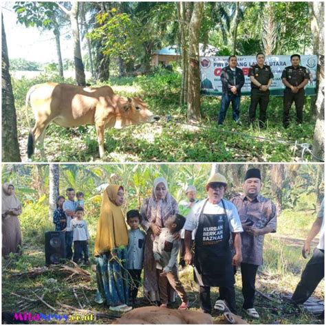 Kejari Dan Pwi Paluta Sembeli Hewan Qurban Mitanews