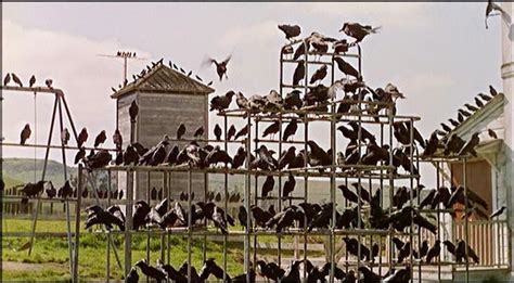 Watch: The Reason Why Alfred Hitchcock Incorporated Birds Throughout ...