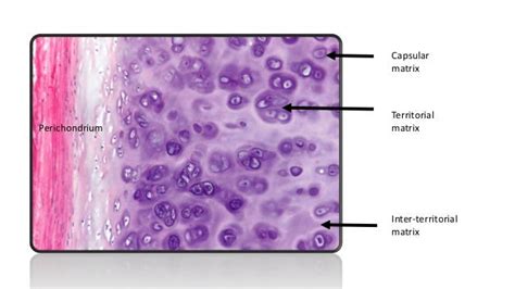 Microscopic Anatomy Of Hyaline Cartilage