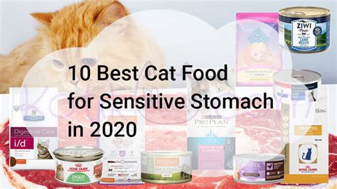 The Best Cat Food For A Sensitive Stomach Of 2023