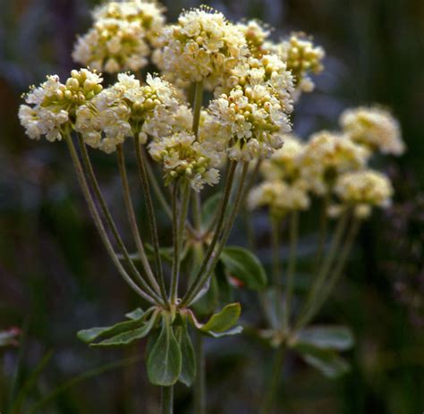 Parsnipflower Buckwheat