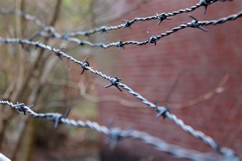 Kostenlose foto Baum Ast blühen Winter Zaun Stacheldraht