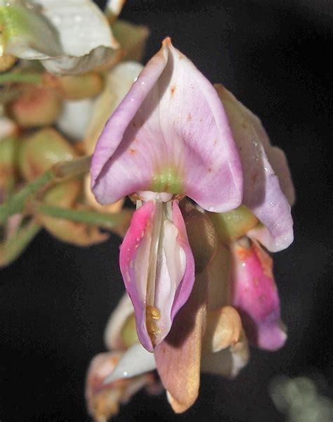 Derris Elliptica Fabaceae Image At Phytoimages Siu Edu