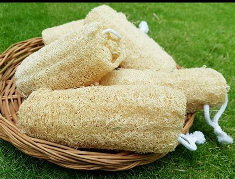 Natural Loofah At Rs 10piece Loofah Sponge Id 22896953288