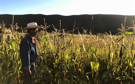 Sólo 5 de campesinos dejó de sembrar este año El Sol de Acapulco