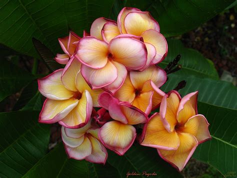 Golden Pagoda Rare Plumeria Flowers A Photo On Flickriver