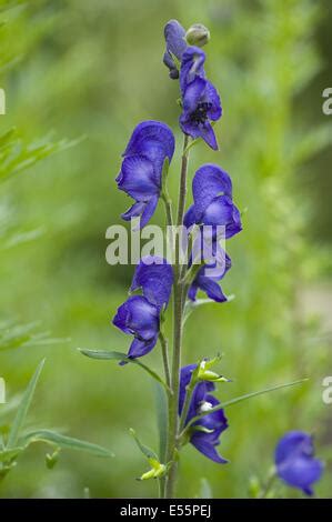 Medicinal Plant Monkshood Aconitum Napellus Eisenhut Stock Photo Alamy