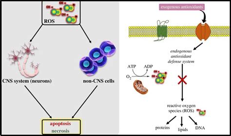 The interplay of exogenous antioxidants and endogenous antioxidants to ...