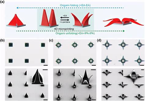 东南大学顾忠泽Advance Materials毛细管力驱动的4D打印微结构自组装 知乎