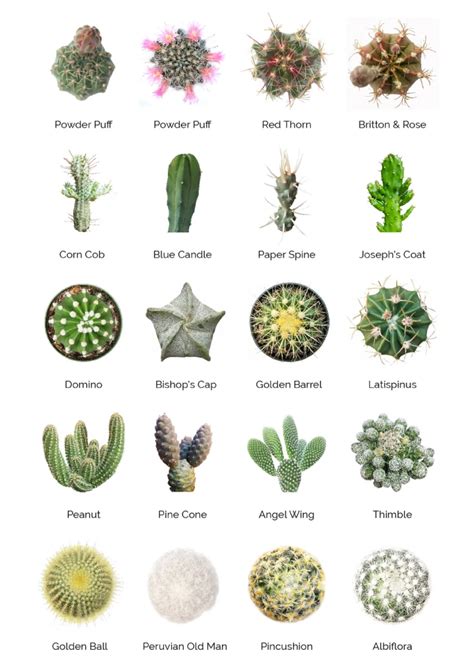 Succulent Identification Charts Artofit