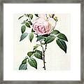 Rosa Indica Fragrans Drawing By Pierre Joseph Redoute Fine Art America