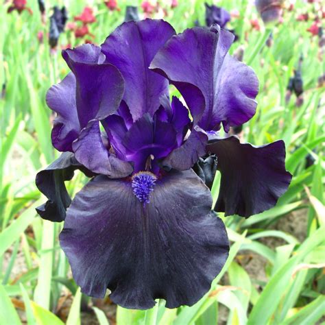 Iris Germanica Tuxedo Buy Irises At Coolplants