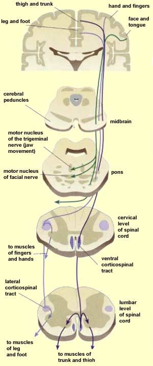 Corticobulbar Tract Lesion