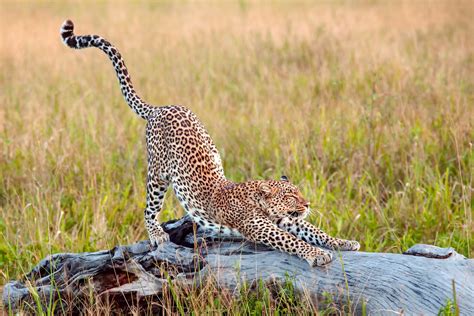 Cheetah Stretching on a piece of wood image - Free stock photo - Public ...