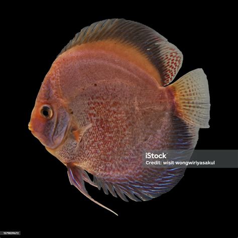 Discus Fish Red And White Stock Photo Download Image Now Animal