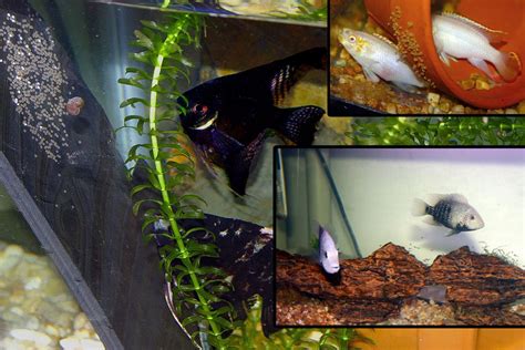 Breeding Aquarium Fish, Basic Breeding Questions For Beginners