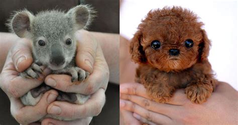 Estos 20 bebés de animales son lo más cute que verás hoy | Red17