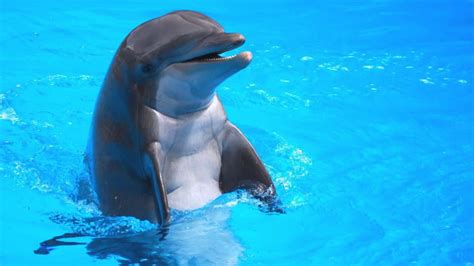 Delfines En Tenerife Youtube