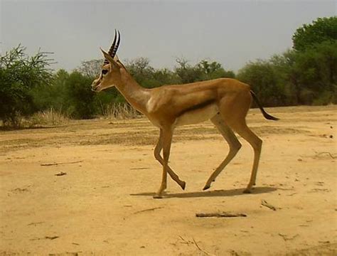 Red Fronted Gazelle Megafauna Parks W Palearctic Inaturalist