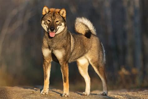 Are Shiba Inus Related To Wolves? - My First Shiba Inu