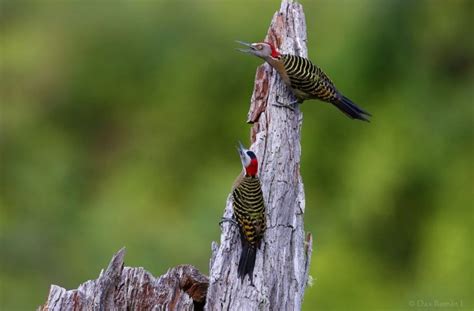 Hispaniolan Woodpecker – birdfinding.info