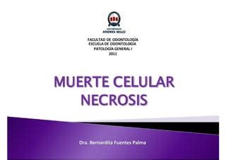 Necrosis Y Apoptosis En Las Celulas Temas De Enfermer A Ppt