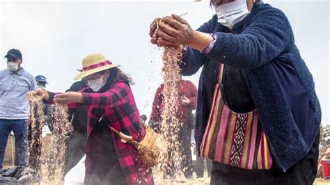 Cusco Agro Rural Lanza Campa A De Siembra De Pastos Y Forrajes