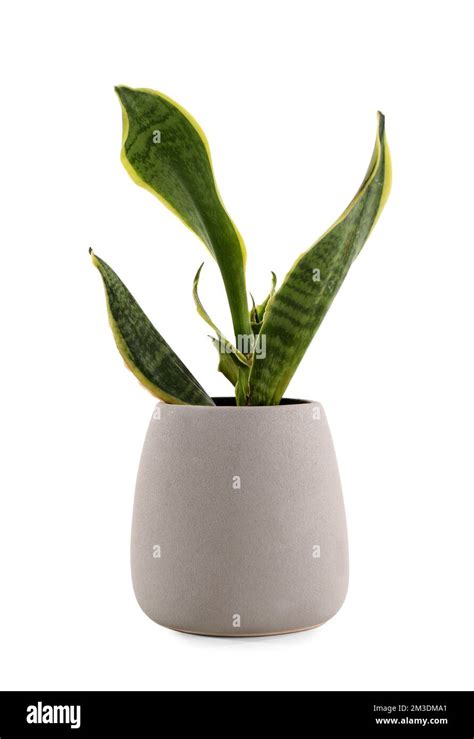 Snake Plant In Pot On White Background Stock Photo Alamy