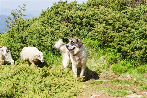 C O Do Guardi O Dos Rebanhos Animais Em Montanhas Carpathian Foto De