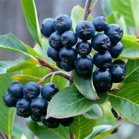 Black Chokeberry Viking Aronia X Prunifolia My Garden Life