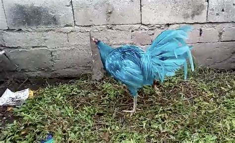 Feeling blue? Chicken with dyed feathers - Pattaya One News