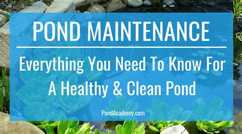 Pond Maintenance Everything You Need To Know Artofit