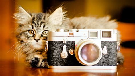 Cute Camera Wallpaper - WallpaperSafari