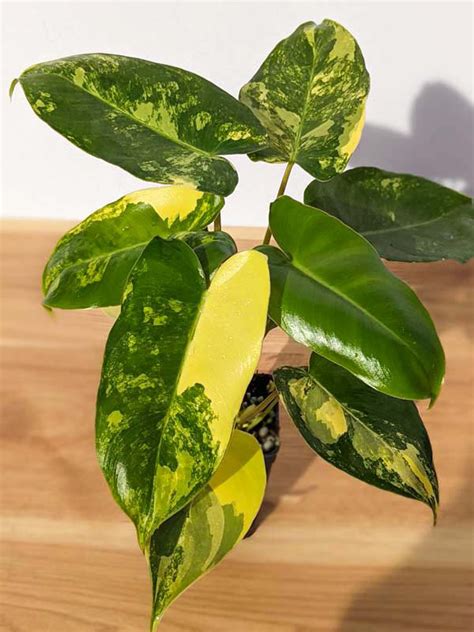 Philodendron Burle Marx Aurea Variegata Actual Plant Kens Philodendrons