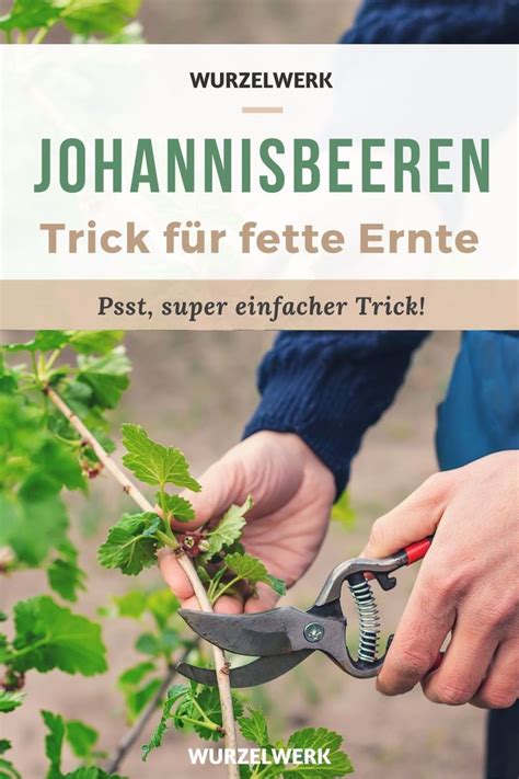 Johannisbeeren richtig schneiden rote weiße schwarze Sträucher