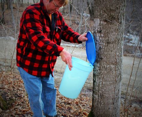 Maple Syrup Tapping Kit 2 Tapping Buckets Lids Maple Sap | Etsy