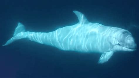 Rare White Orca Calf “Frosty” Spotted Off California Coast | IFLScience