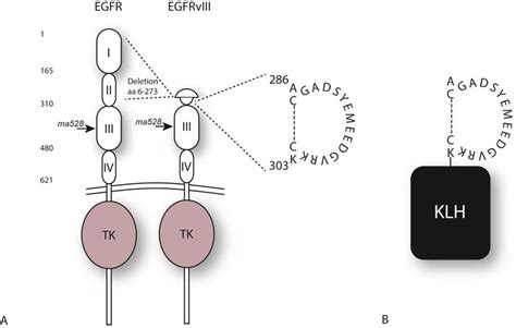 A Schematic Of Wild Type Egfr Egfrviii And Amino Acids Loop