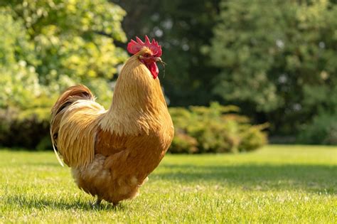 Buff Orpington Chicken Breed (Everything You Could Ever Want to Know ...