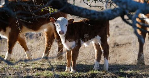 Hereford Calf Closeup during Winter on Texas Farm Stock Image - Image ...