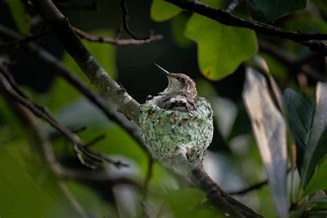 The Hummingbird nest | Bear Woods Happenings