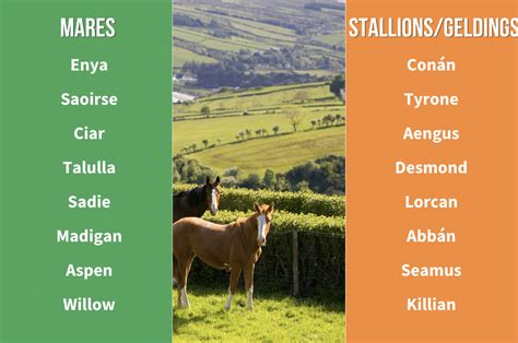 140+ Irish Horse Names - Stable Talk