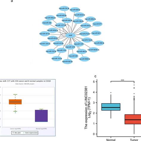 Identification Of MiR 577 As A Potential Upstream MiRNA Of HHIP In CRC