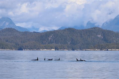 White and Black Killer Whale on Blue Pool · Free Stock Photo