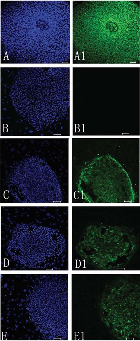 Immunostaining analysis of FY-hES-11 with anti-oct4 (green ... 
