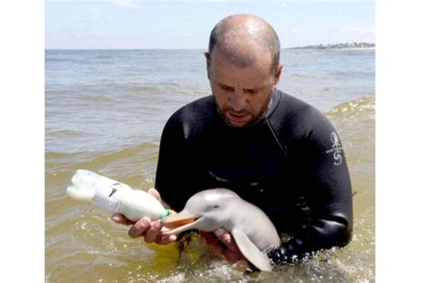 Baby dolphin rescued and reared - Dolphin Way