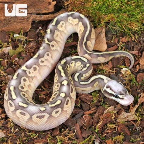 baby super pastel mojave leopard ball pythons  sale underground