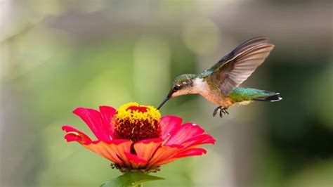 When To Put Out Hummingbird Feeders In Ohio: Complete Migration Guide