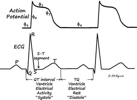 1 A Cardiac Ventricular Action Potential AP And A Corresponding